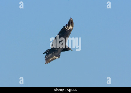 Mönchsgeier Coragyps Atratus Del Rio Texas USA 23 September unreifen Cathartidae Stockfoto