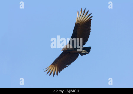 Mönchsgeier Coragyps Atratus Del Rio Texas USA 23 September unreifen Cathartidae Stockfoto