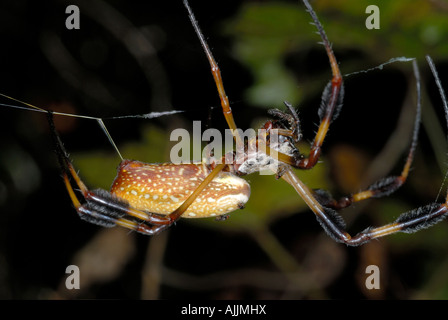 Goldene Seidenspinne Nephila Clavipes eine große orange und braune Spinne mit fedrigen Büscheln auf seinen Beinen Stockfoto