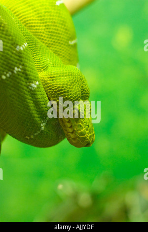 Smaragd Tree Boa - Corallus Caninus - zusammengerollt auf Ast Stockfoto