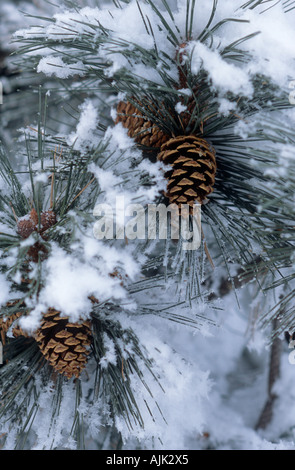 Tannenzapfen auf Ponderosa-Kiefer nach Licht Colorado Schneefall Stockfoto