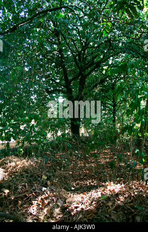 Das kontrastreiche Bild eines Baumes mit frischen grünen Blättern umgeben von trockenen toten Blätter verteilt rund um Stockfoto