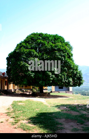 Ein Baum mit einer dichten Laub in der Nähe eines Gebäudes auf einem Hügel Stockfoto