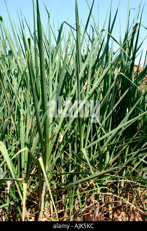 Die Kardamom-Sträucher von einer Plantage in Kerala Stockfoto