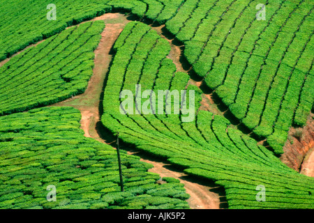 Die kurvenreichen Straßen hinzufügen, um die Schönheit der Teeplantagen in Munnar, Kerala, Indien Stockfoto