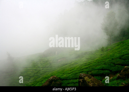 Der Nebel verkleidete grüne Hügeln von Munnar, Kerala, Indien Stockfoto