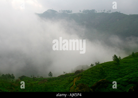 Die grünen Hügel und Täler der Nebel bedeckt von Munnar hill Station, Kerala Stockfoto