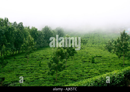 Eine Ansicht von Munnar, die schönen Hügel-Station in Kerala, Indien Stockfoto