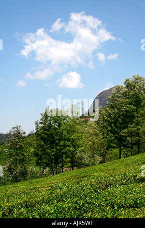 Eine Reihe von Bäumen gepflanzt an einem Hang inmitten einer Teeplantage in Munnar, Kerala Stockfoto