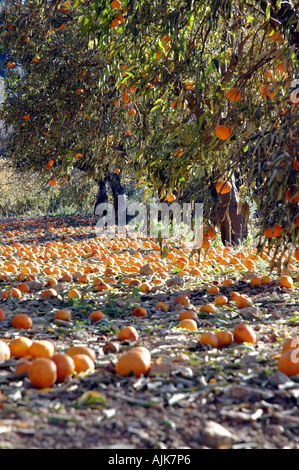gefallenen Orangen Boden unter Orangenbäumen Stockfoto