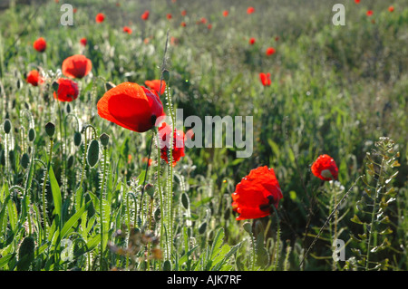 Rote Mohnblumen auf Feld Valencia Land Spanien Stockfoto