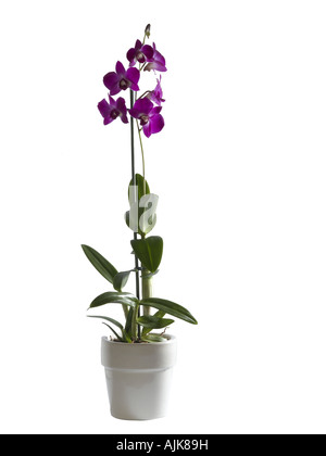 Orchideen Phalaenopsis sp Stockfoto