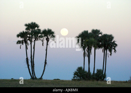 Vollmond Aufstieg zwischen Palmen in die Makgadikgadi Salzpfannen, Botswana Stockfoto