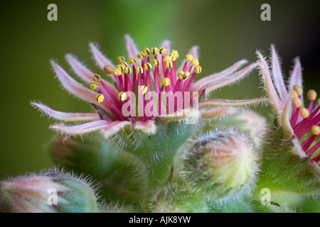 Ein Hennen und Küken Macrophotograph in Blüten und Knospen. Macrophotographie d ' une Joubarbe des derpraktischen de Fleurs et de Boutons. Stockfoto