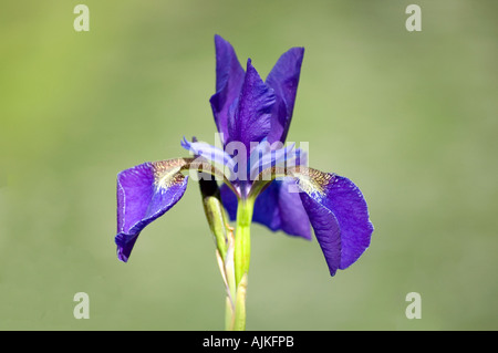 Lila Flagge Iris (Iris versicolor) Stockfoto