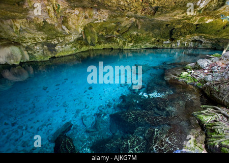 Die Cenote "Zwei Augen" auf der Yucatán-Halbinsel (Mexiko). Cénote Dos Ojos (Quintana Roo, Péninsule du Yucatán, Mexiko). Stockfoto