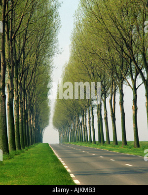 FR - PICARDIE: Typische Landstraße Stockfoto