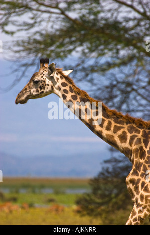 Rothschild s Giraffe, Latein - Giraffa Plancius Rothschildi Lake Naivasha, Kenia, Ostafrika 2007 Stockfoto