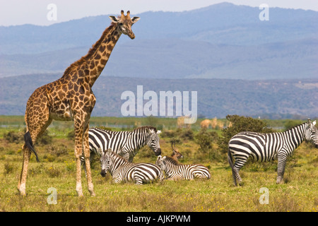 Rothschild-Giraffen, Latein - Giraffa Plancius Rothschildi, Lake Naivasha, Kenia, Ostafrika 2007 Zebra im Hintergrund Stockfoto