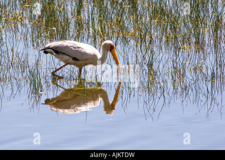 Yellowbilled Stork, lateinische Mycteria auf Lake-Nakuru-Nationalpark, Kenia, Ostafrika 2007 Stockfoto