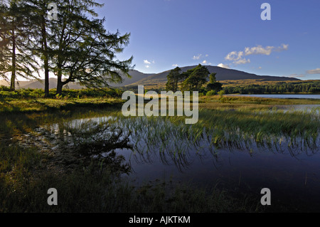 Kleine Gruppen von Nadelbäumen gegen ein Abendhimmel & den Hügeln des Blackmount am Loch Tulla Rannoch Moor schottischen Highlands UK Stockfoto