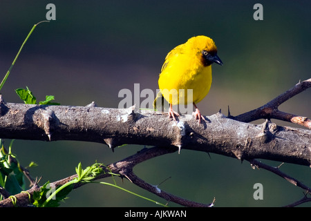 Speke Weber Ploceus Spekei finden Sie unter Musoma, Tansania, Ostafrika 2007 Stockfoto