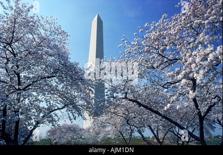 Washington Monument erhebt sich über Kirschblüten im Frühling Stockfoto