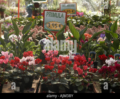 Verschiedene Pflanzen in einem Garten laden Stockfoto