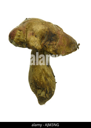 Rot begrenzt Butter Bolete Pilz Boletus regius Stockfoto
