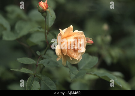 Himalayan Musk Rose (Rosa Moschata "Penelope", Rosa Moschata Penelope), Blume Stockfoto