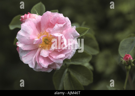 Damaszener Rose (Rosa X damascena 'Celsiana', Rosa Damascena Celsiana), Blume Stockfoto