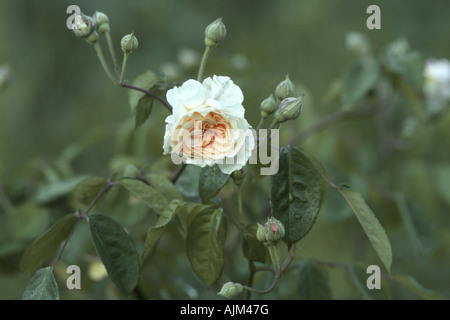 Himalayan Musk Rose (Rosa Moschata "Penelope", Rosa Moschata Penelope), Blume Stockfoto