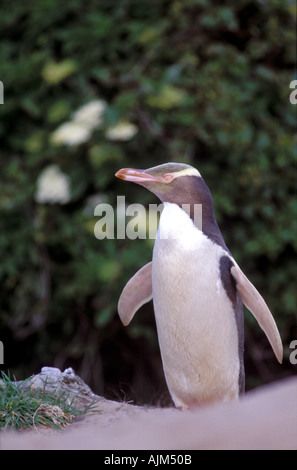 Yellow-Eyed Penguin Megadyptes Antipodes in der natürlichen Reserve Pinguin Ort Dunedin Südinsel Neuseeland Maori Namen Hoiho Stockfoto