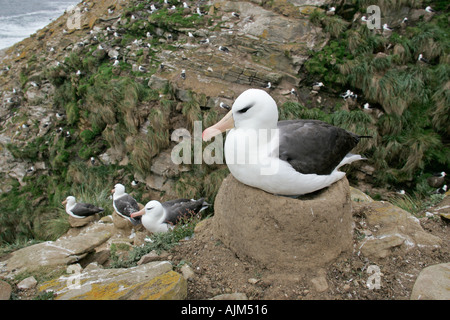 BLACK-BROWED Albatros Diomedea melanophris Stockfoto