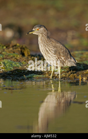 Schwarz gekrönt NACHTREIHER Nycticorax nycticorax Stockfoto