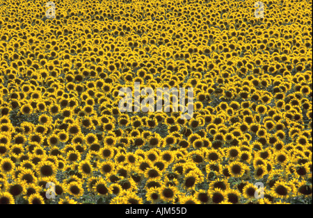 Bereich der gemeinsamen Sonnenblumen Mirasol Sonnenblumen Helianthus Annuus in Frankreich mit allen gelben Köpfe gegen die Sonne Stockfoto