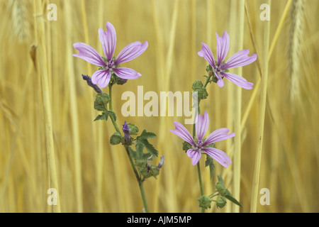 Malve, blaue Malve, hohe Malve, hohe Cheeseweed (Malva Sylvestris Subspecies Sylvestris), blühen in einem Feld Stockfoto