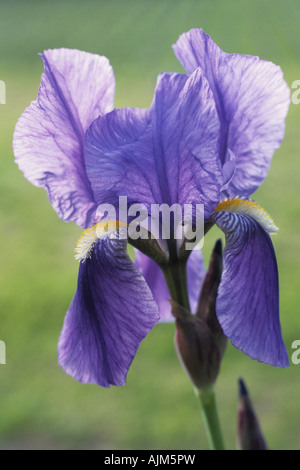 Sibirische Schwertlilie (Iris Sibirica), Blume, Makroaufnahme Stockfoto