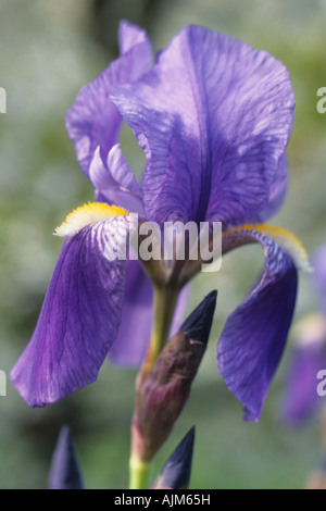 Sibirische Schwertlilie (Iris Sibirica), Blume, Makroaufnahme Stockfoto