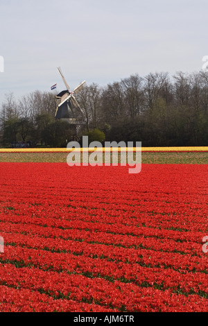 gemeinsamer Garten-Tulpe (Tulipa Gesneriana), Tulpen Felder und Windmühle am Keukenhof in den Niederlanden Lisse Stockfoto