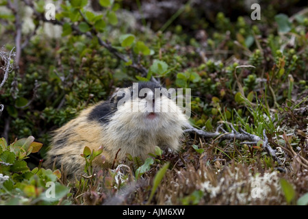 Norwegen-Lemming (Lemmus Lemmus), im Lebensraum, Norwegen Stockfoto