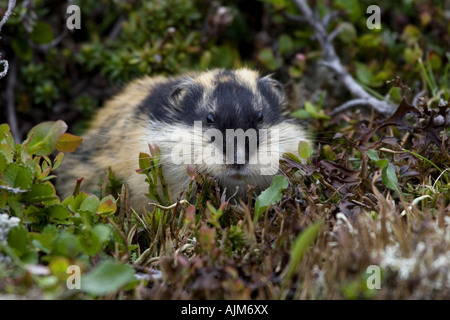 Norwegen-Lemming (Lemmus Lemmus), im Lebensraum, Norwegen Stockfoto