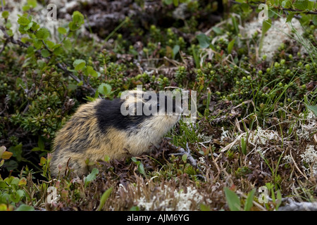 Norwegen-Lemming (Lemmus Lemmus), im Lebensraum, Norwegen Stockfoto