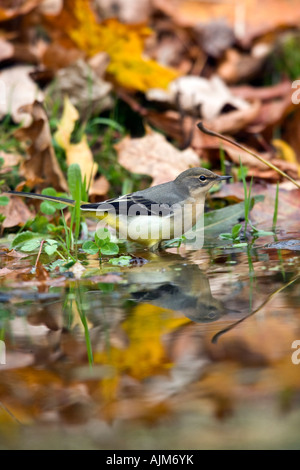 Graue Bachstelze Motacilla Cinerea Fütterung am Rand des Wassers mit Spiegelung im Wasser Potton Bedfordshire Stockfoto