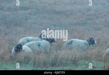 Swaledale Mutterschafe im Winter North Yorkshire Stockfoto