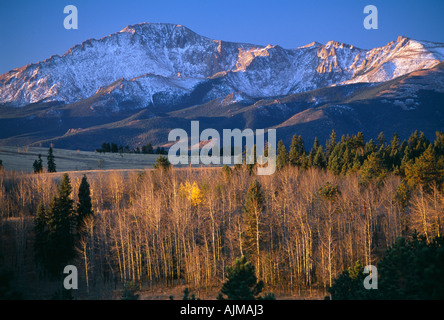 Morgenlicht auf fallen Aspen mit Pikes Peak im Hintergrund in der Nähe von Colorado Springs CO Stockfoto