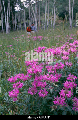 Paare, die durch Wildblumenwiese in Rocky Mtns CO Stockfoto