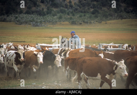 Gaucho Reiten hüten Vieh in der Nähe von El Calafate in Patagonien, Argentinien Stockfoto