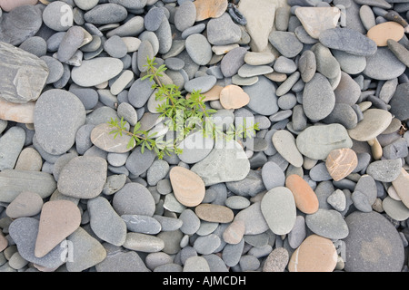 Gemeinsamen Hackmesser Galium Aparine wächst unter den Kieselsteinen an der Küste Clan Dumfries and Galloway, Schottland Stockfoto