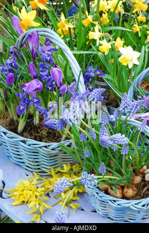 Frühling-Lampe Körbe im März. Großer Korb von Iris Reticulata Harmonie und niederländischen Crocus vorderen Korb, Muscari 'Blue Magic'. Stockfoto